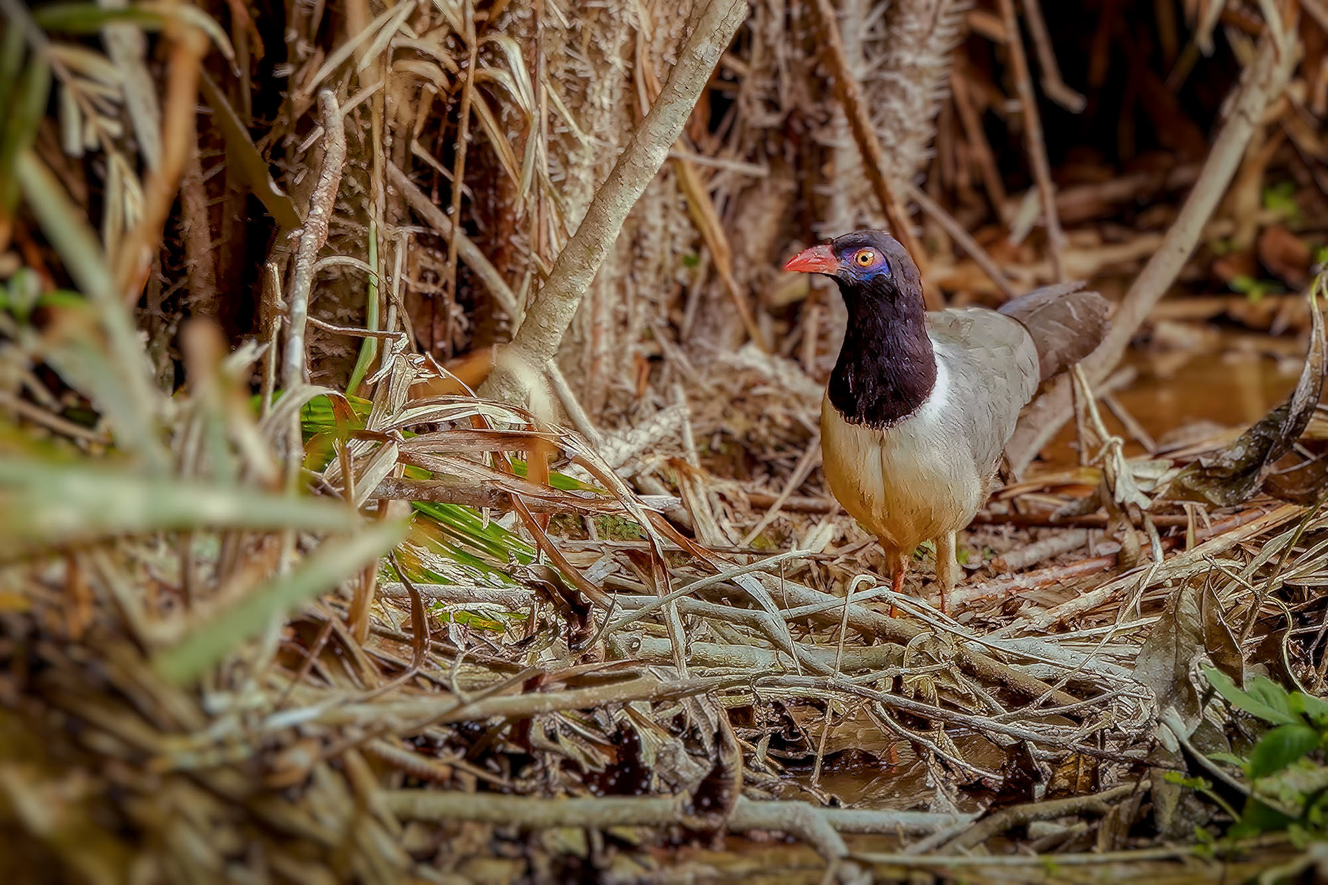 Korallenschnabelkuckuck