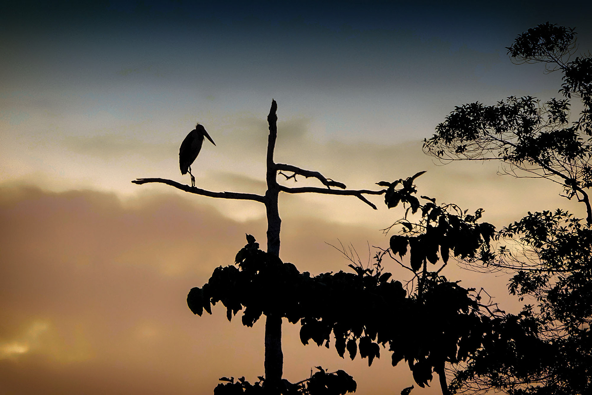 Sundamarabu / lesser adjutant