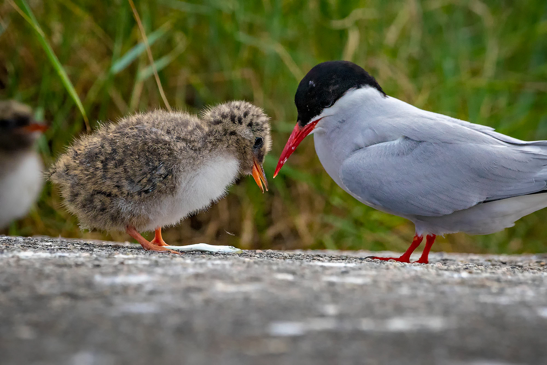 Küstenseeschwalbe füttert die Jungen