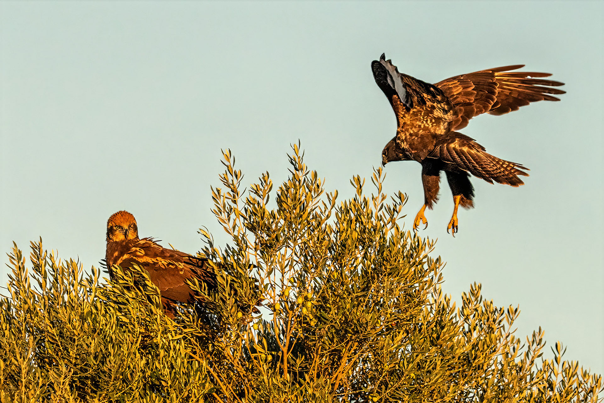 Mäusebussard will den Platz der Rohrweihe