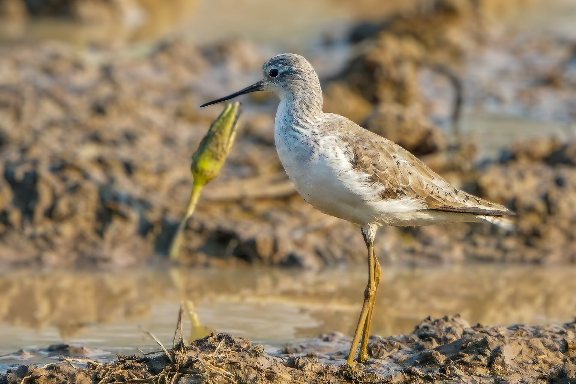 Teichwasserläufer / marsh sandpiper