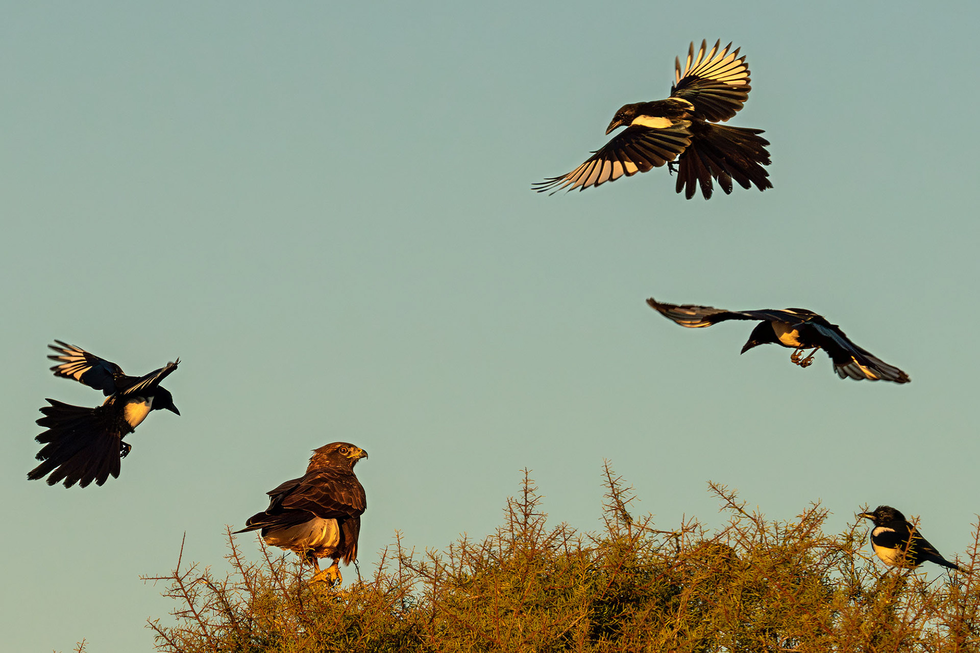Elstern attackieren Mäusebussard