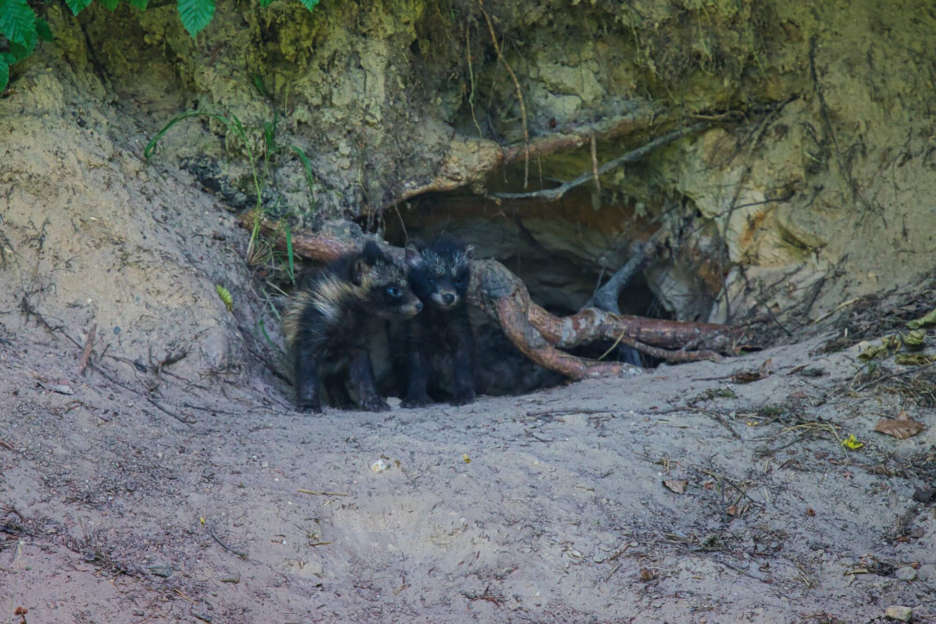 Marderhund Welpen vor dem Bau