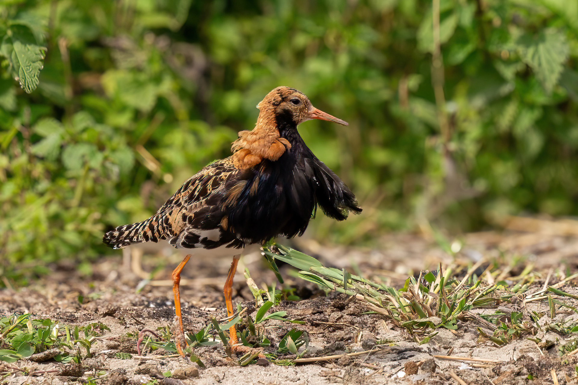 Kampfläufer, Brutkleid