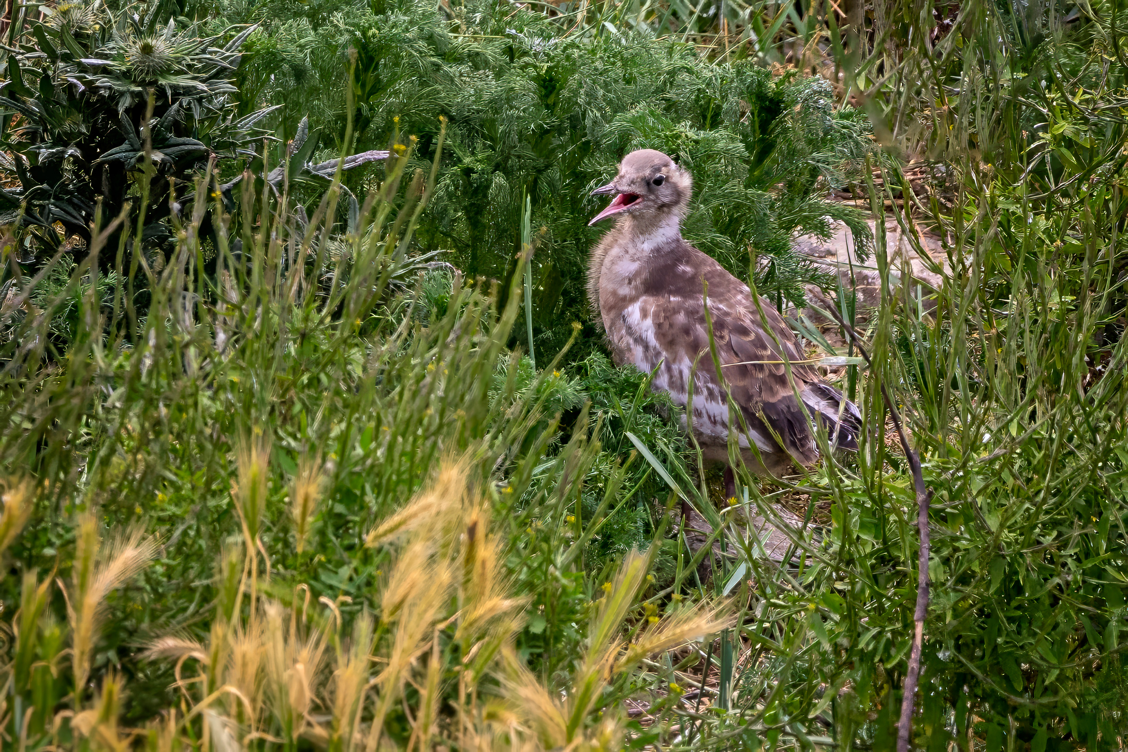 Lachmöwe , juvenile