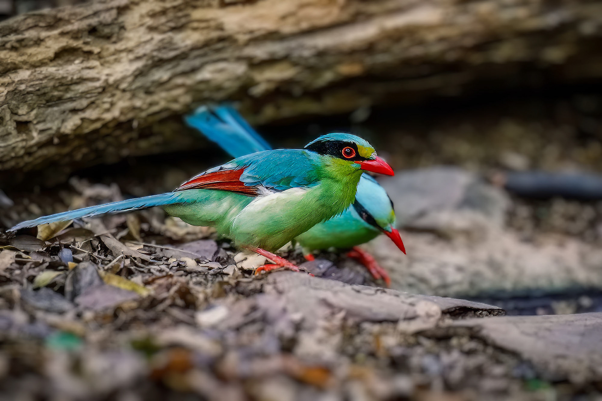 Jagdelster / Common Green Magpie
