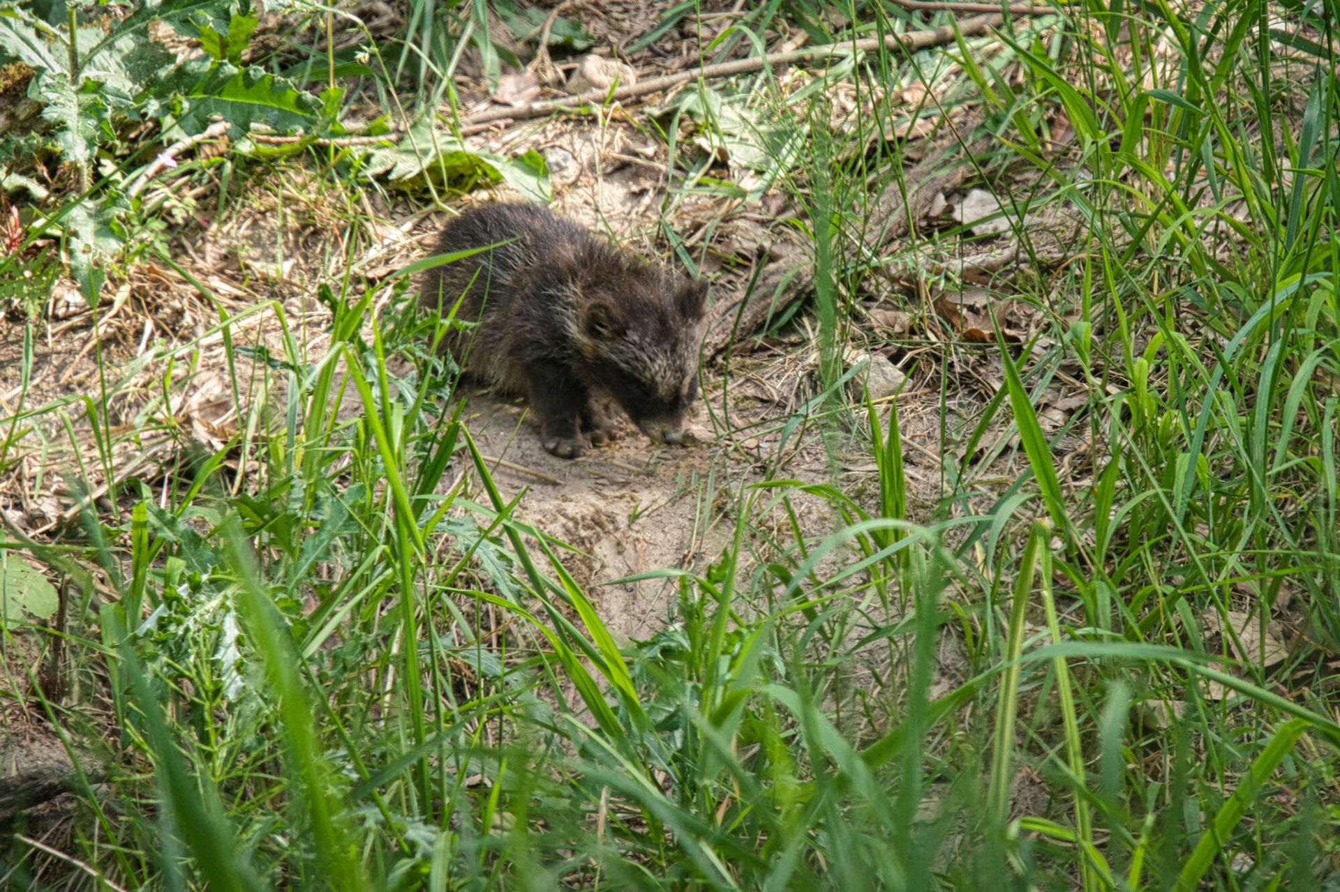 Marderhund Welpen vor dem Bau