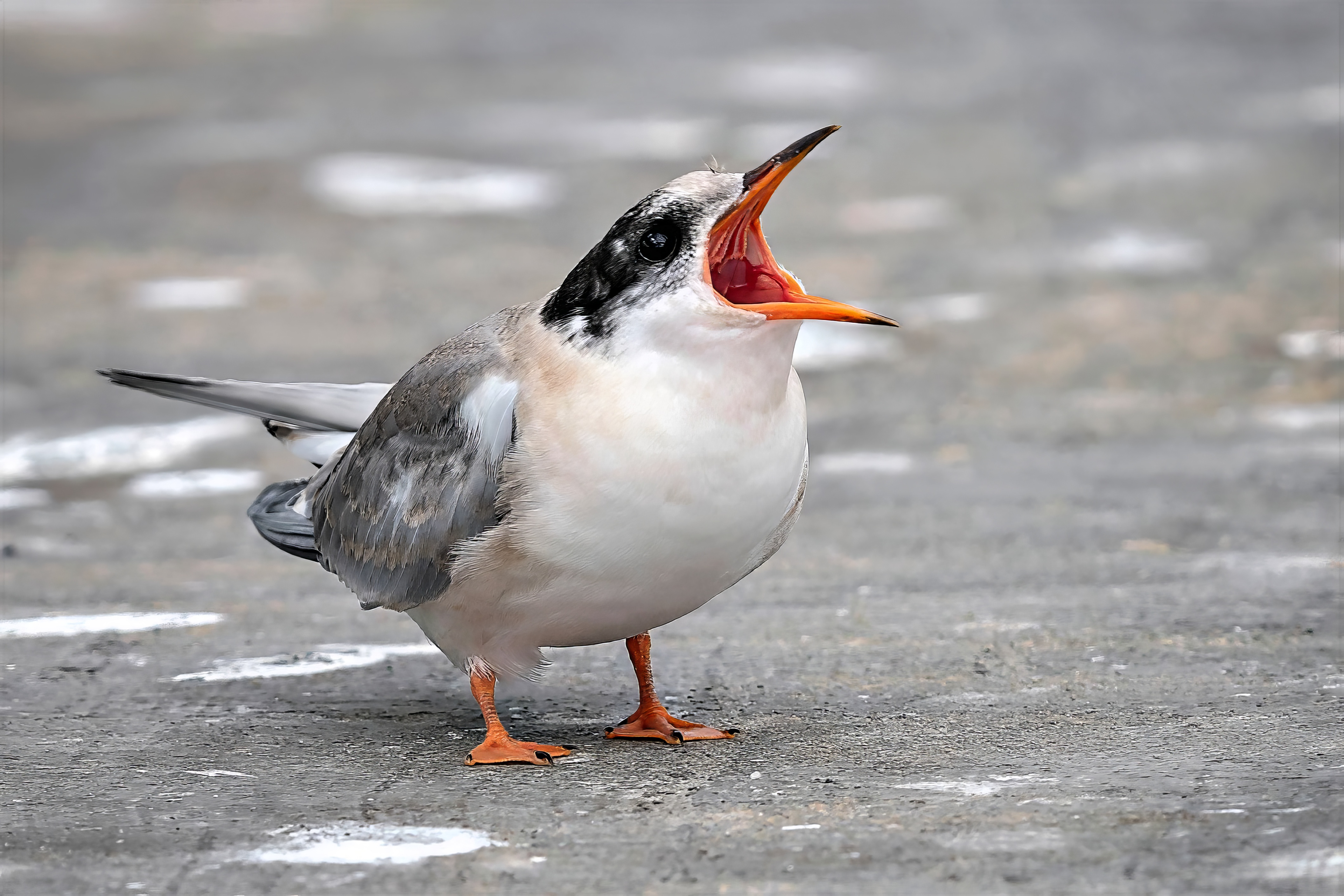 Flussseeschwalbe, juvenile