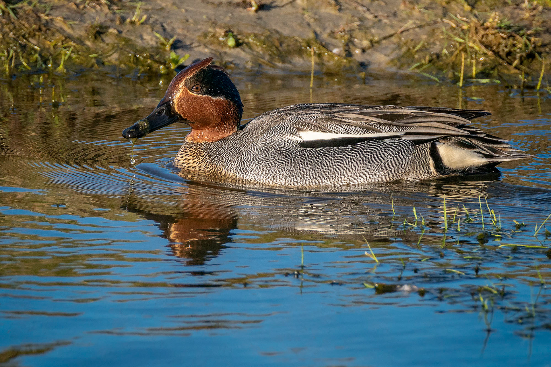 Krickente, male
