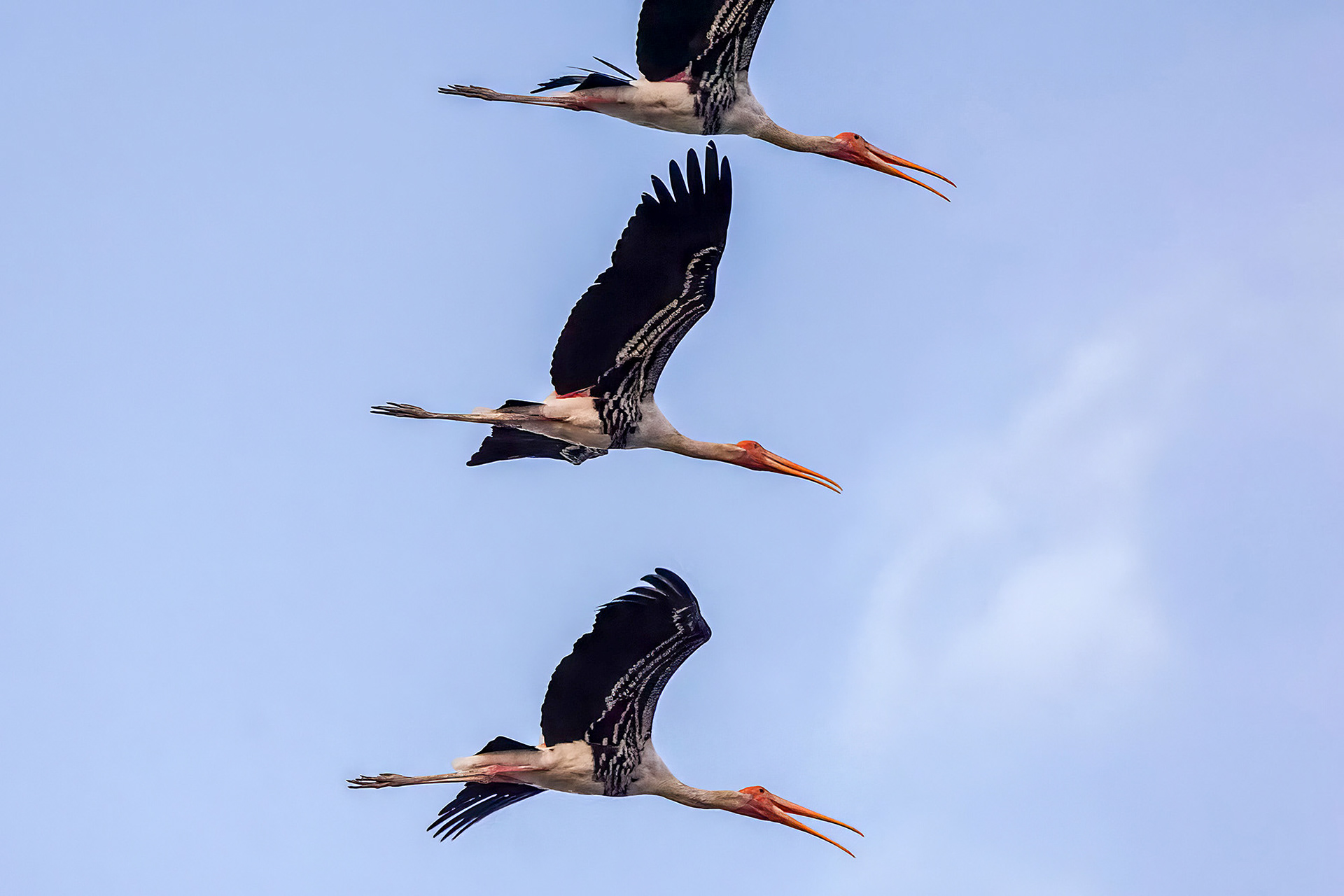 Buntstorch / painted stork