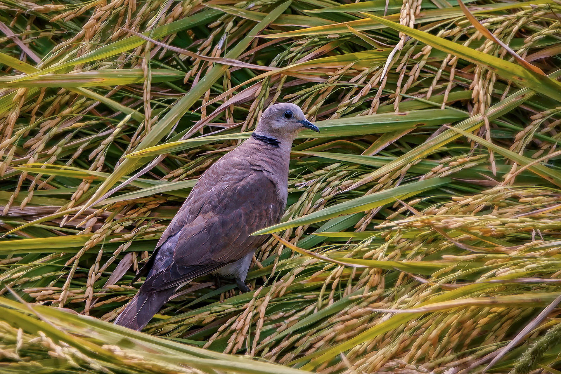 female