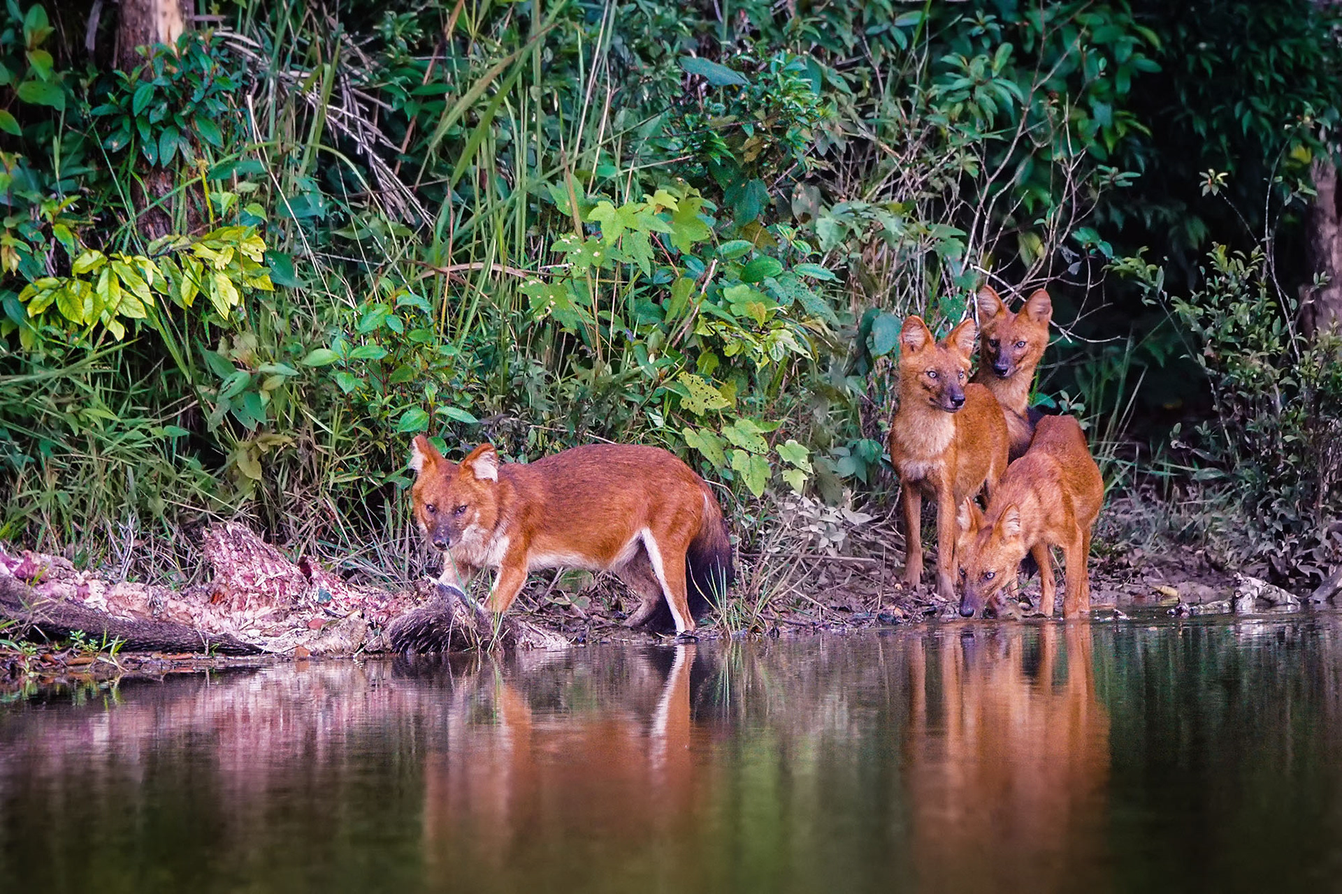 Asiatischer Wildhund, auch Dhole oder Rothund genannt