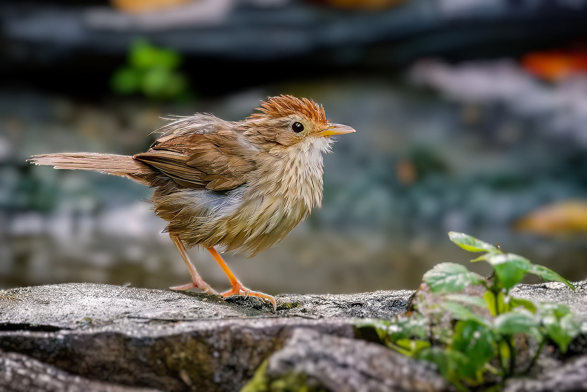 Streifenbrust-Erdtimalie / Puff-throated Babbler