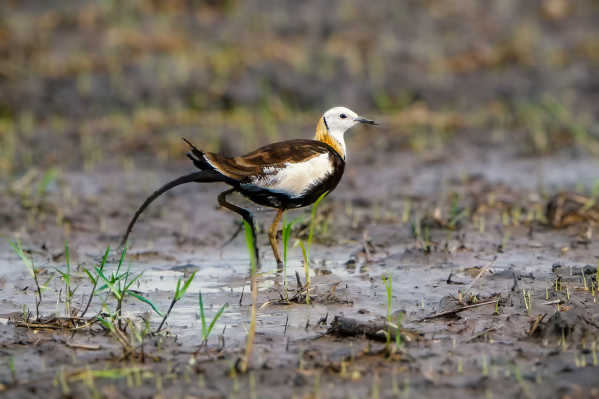 Fasanblatthühnchen (Brutklieid) / pheasant-tailed jacana