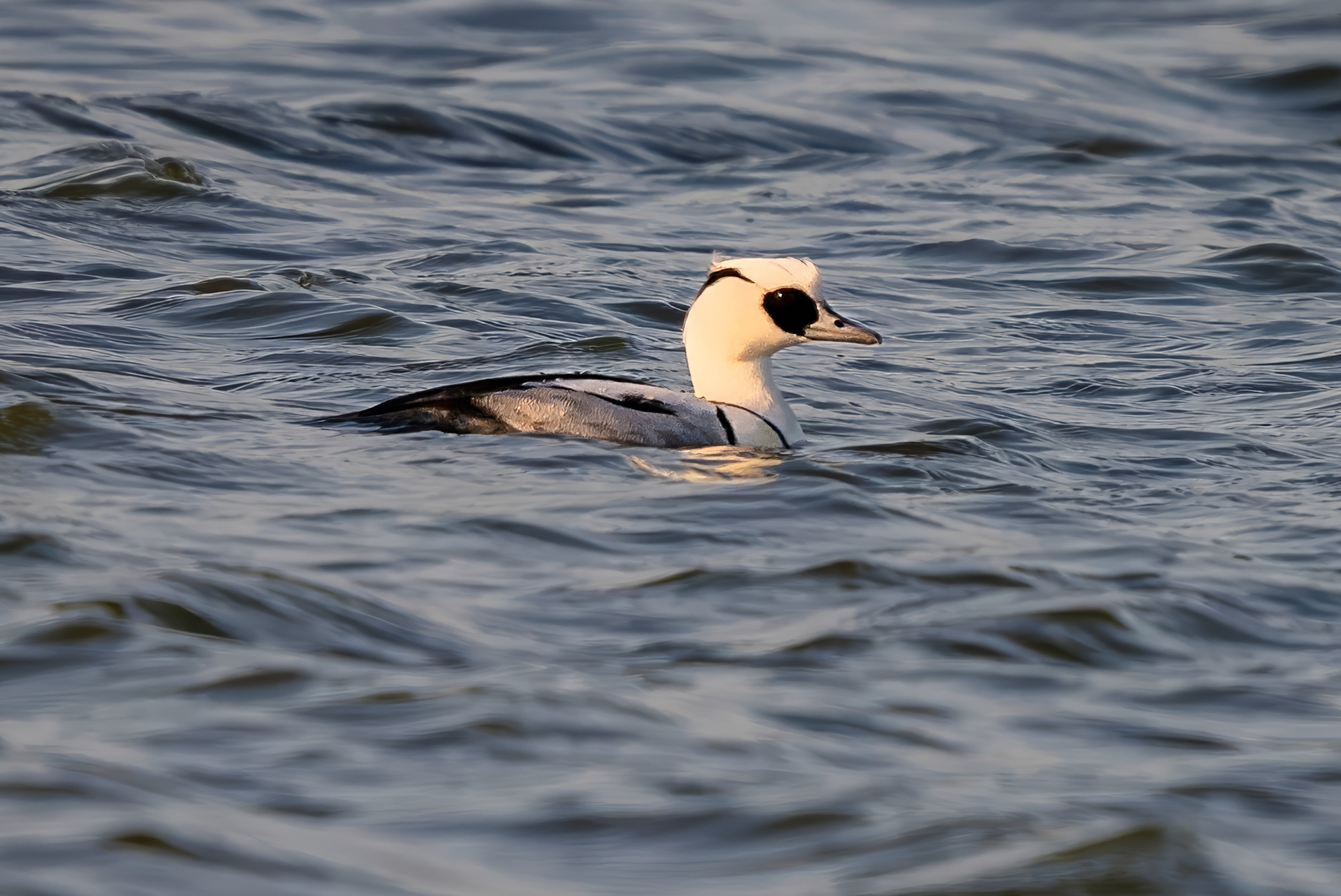 Zwergsäger, male