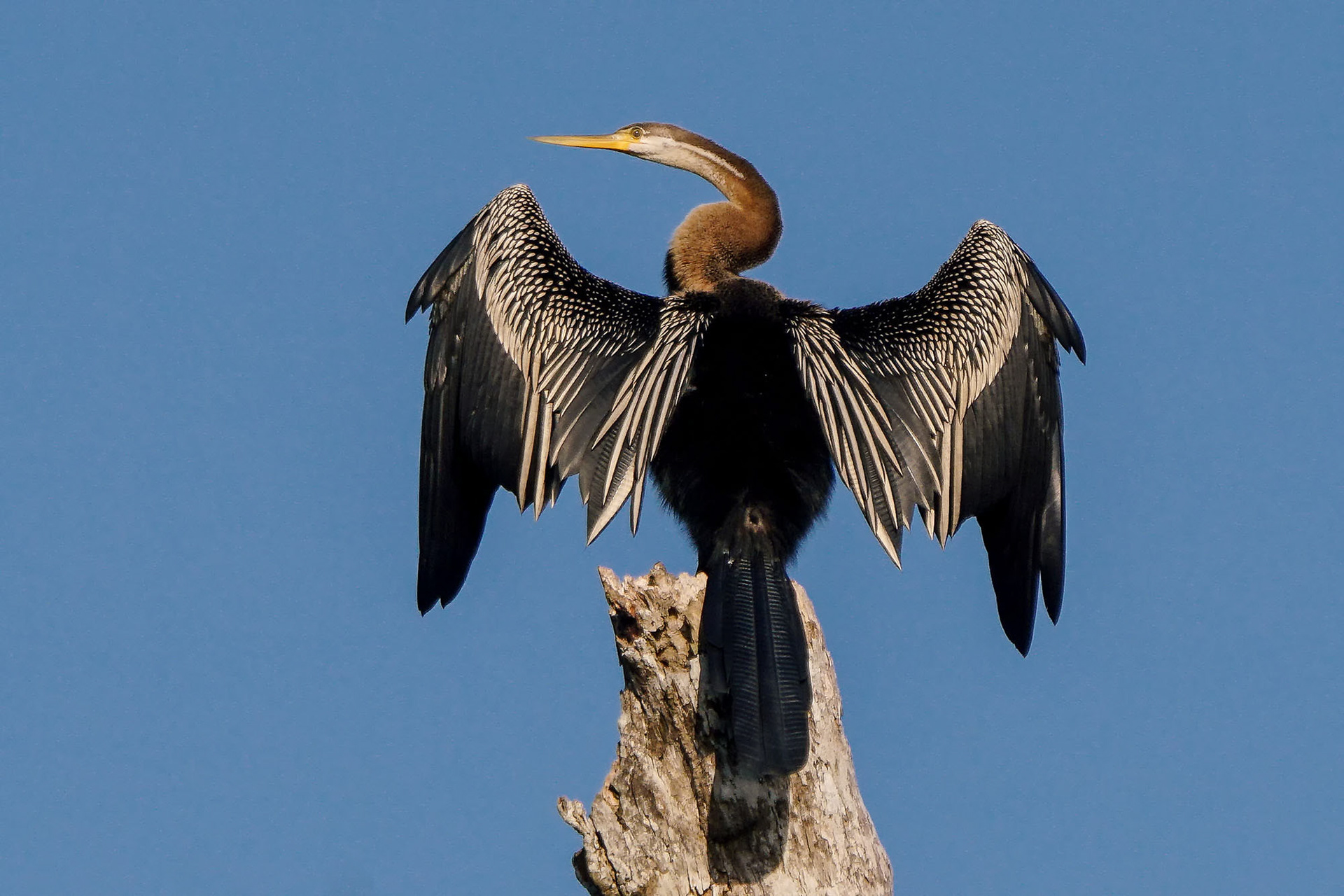 Orient-Schlangenhalsvogel  / Oriental darter