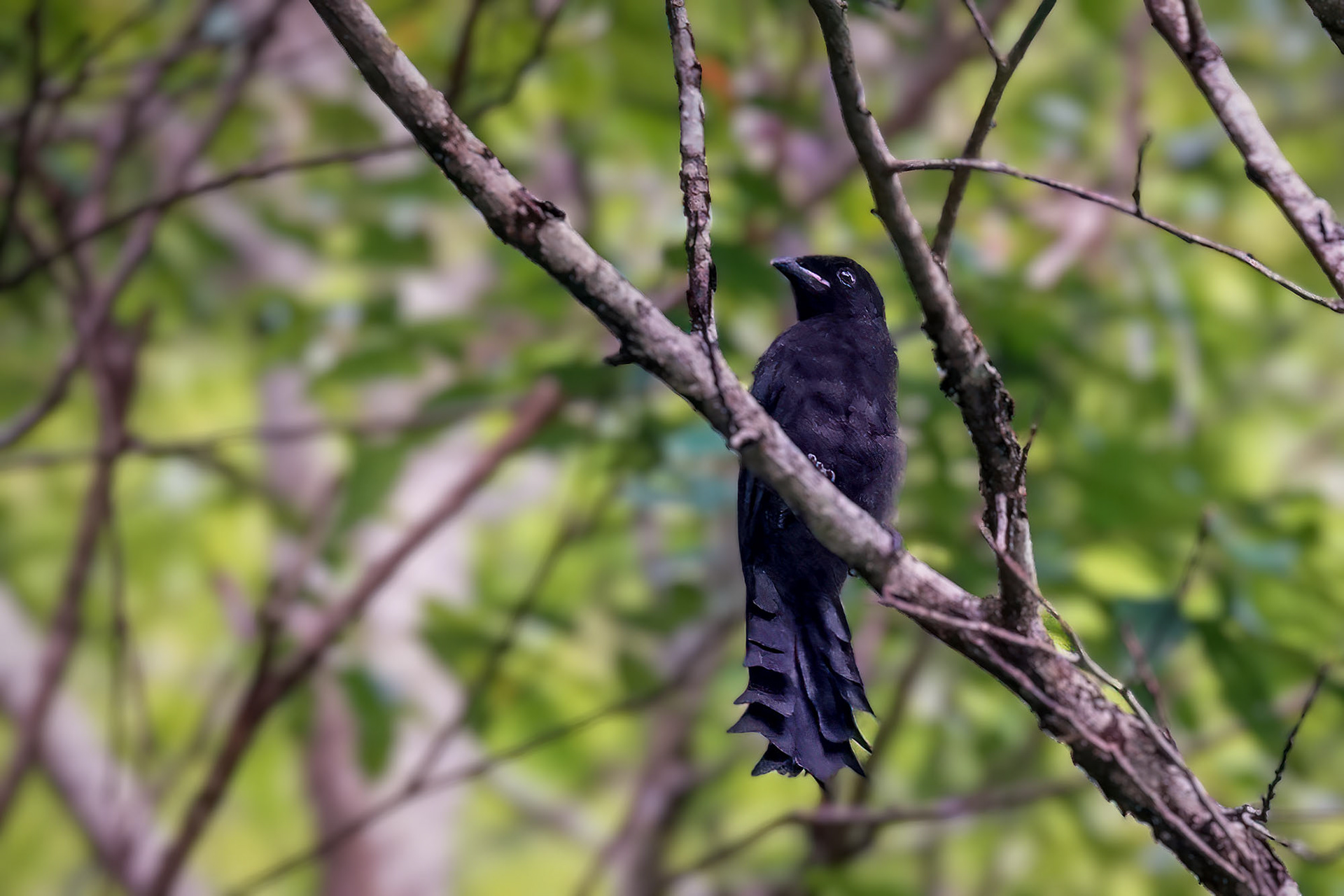 Leiterschwanzelster / Ratchet-tailed Treepie