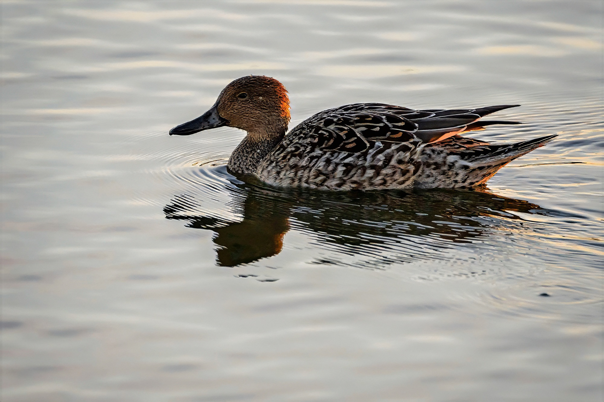 Spießente, female
