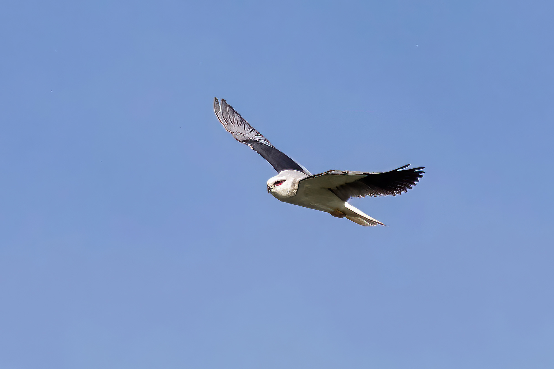 Gleitaar / Black-winged Kite