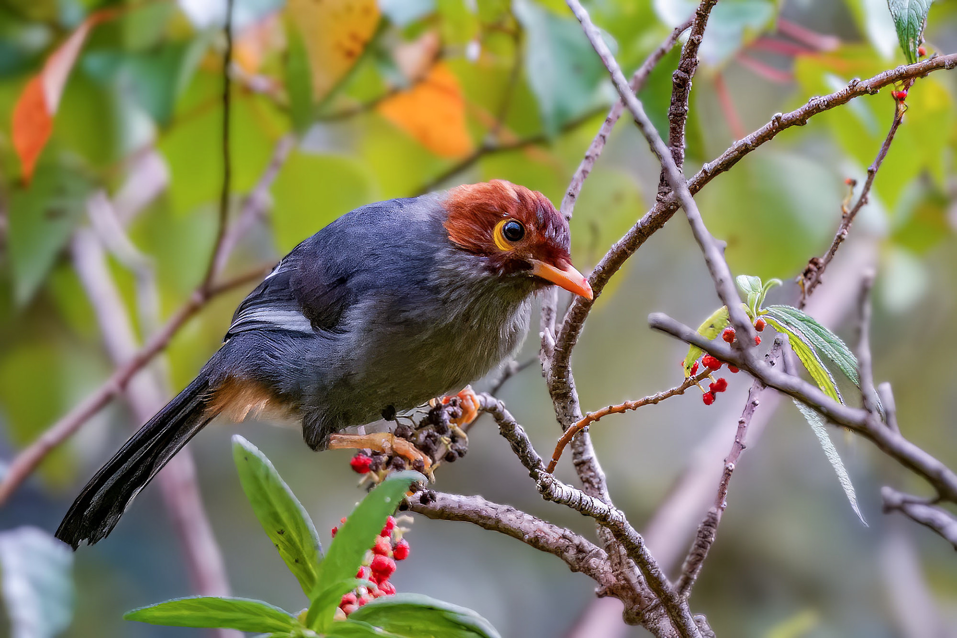 Spiegelhäherling / Chestnut-capped Laughingthrush - Spectacled Laughingthrush