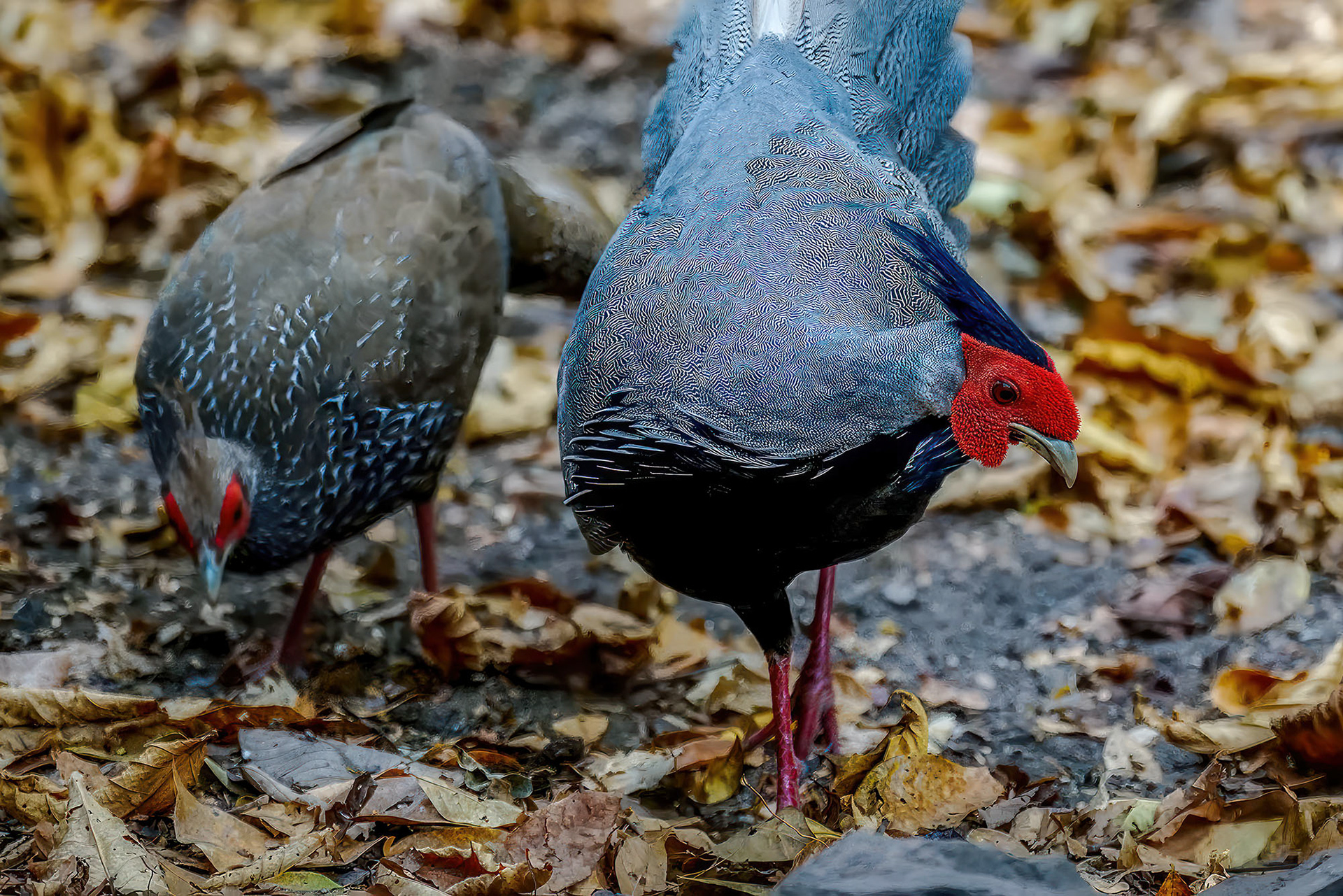 male & female