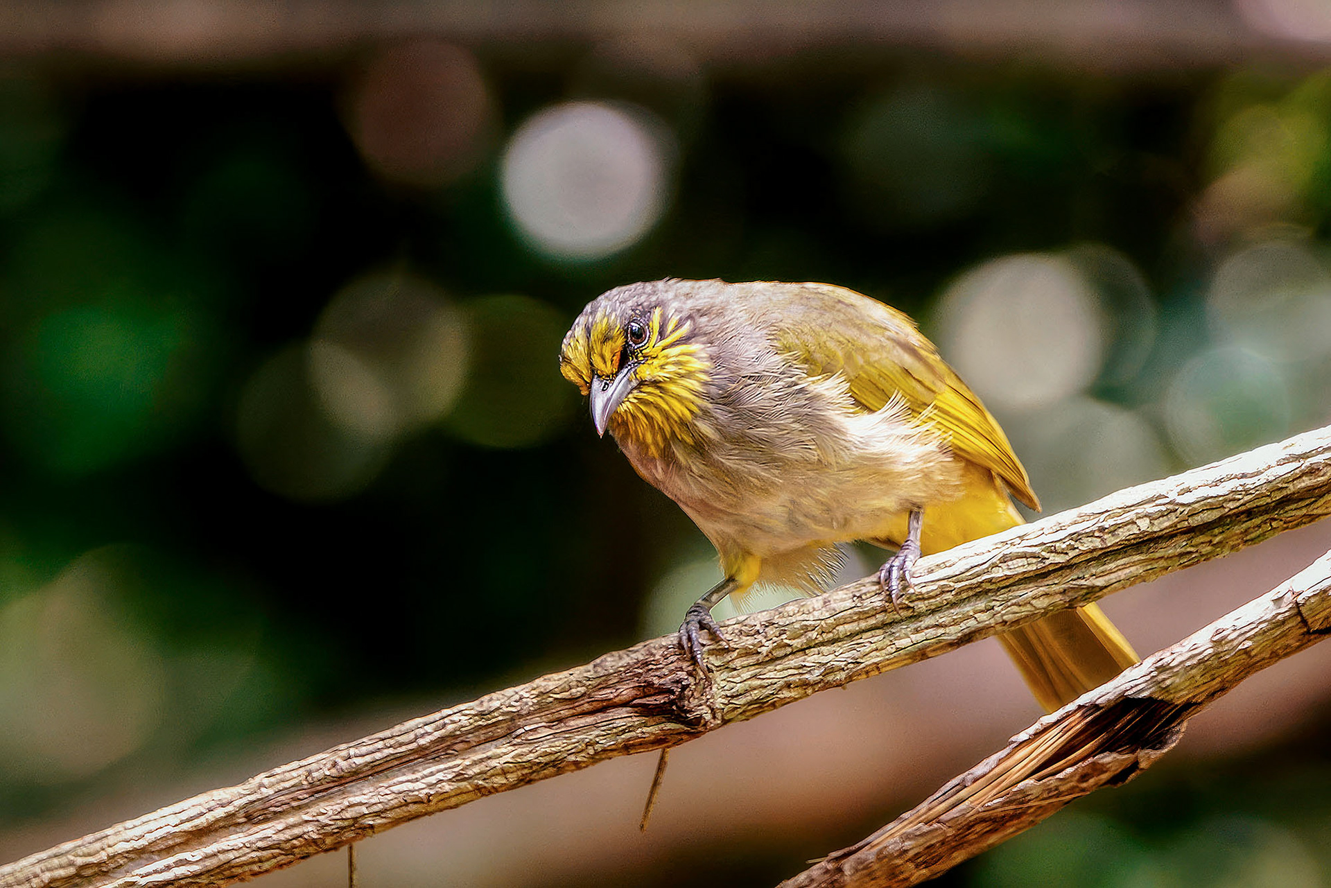 Streifenkehlbülbül