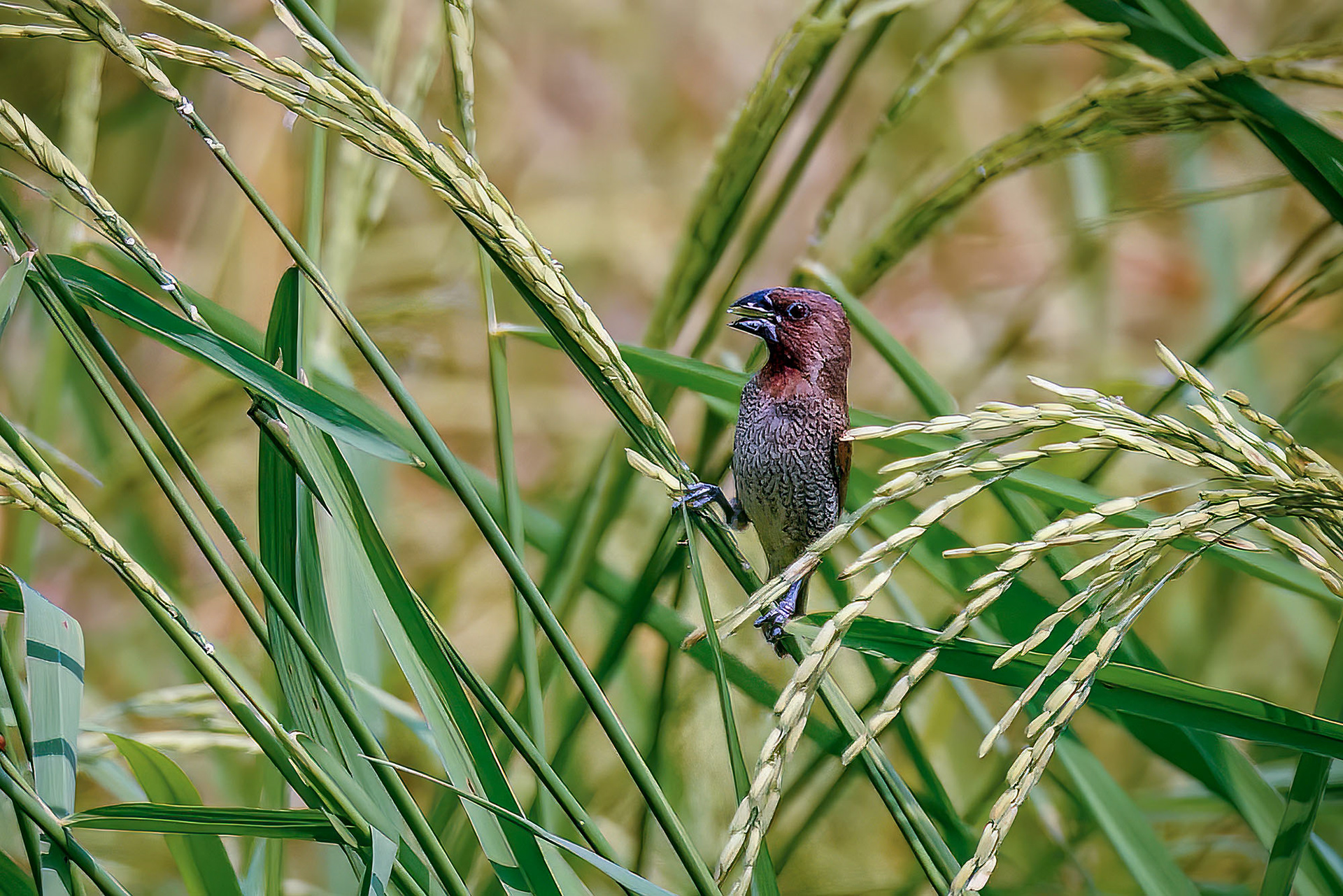 Muskatbronzemännchen