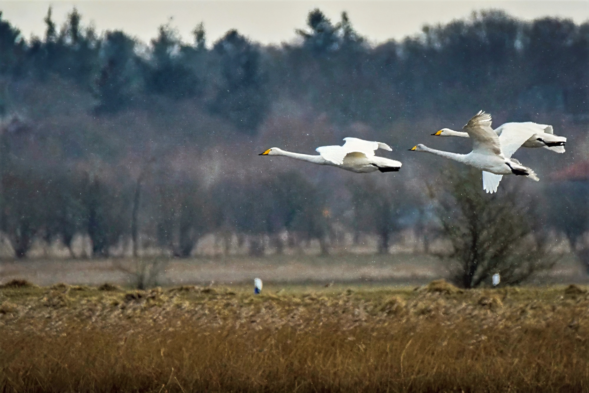 Singschwan im Winter