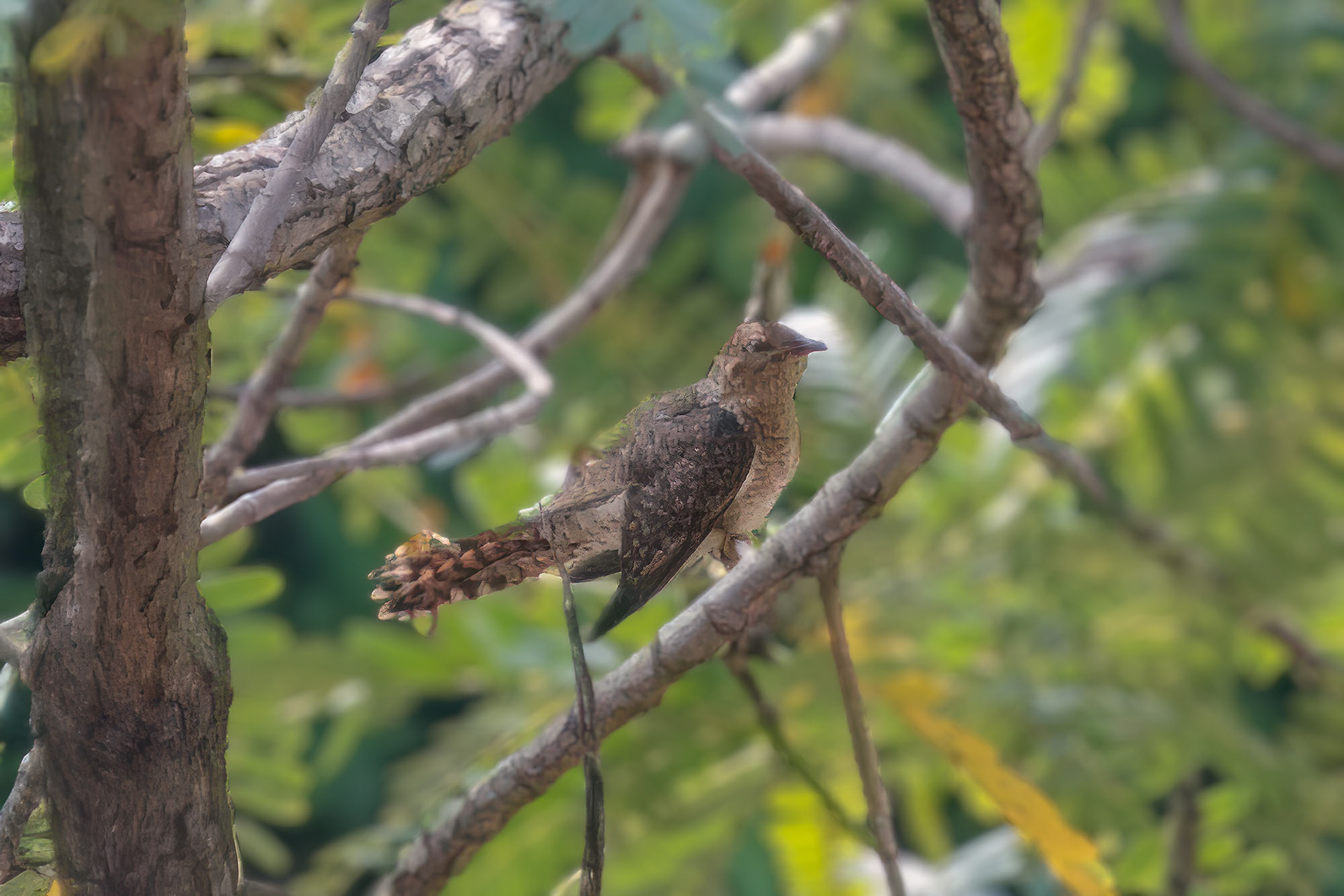 Klagekuckuck (female)