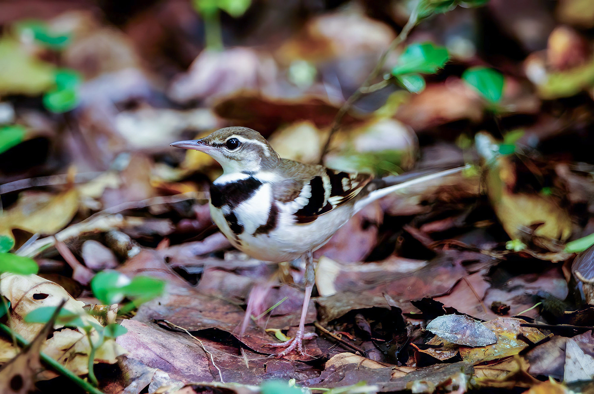 Baumstelze / forest wagtail