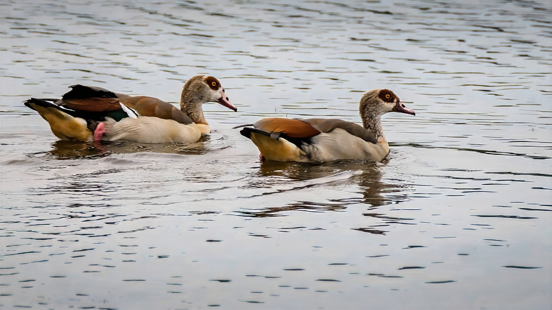 Nilgans