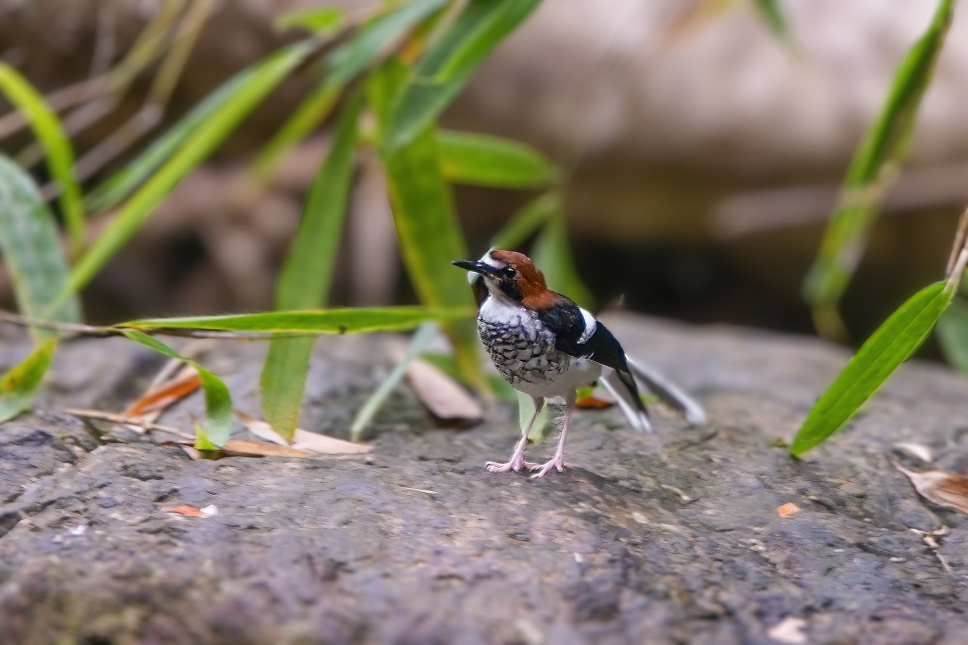 Rotkopf-Scherenschwanz / chestnut-naped forktail