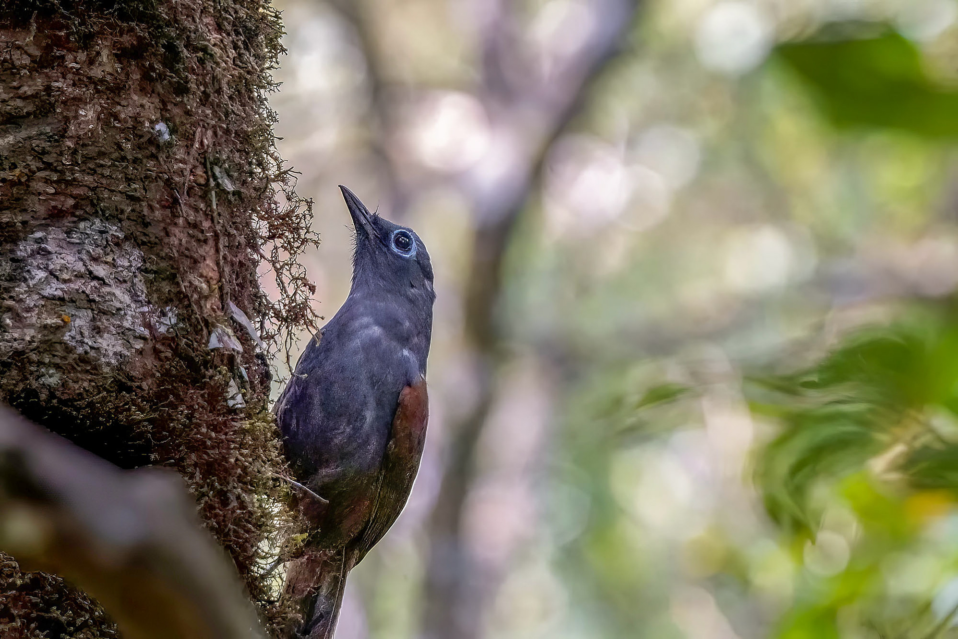 Schieferhäherling / Sunda Laughingthrush
