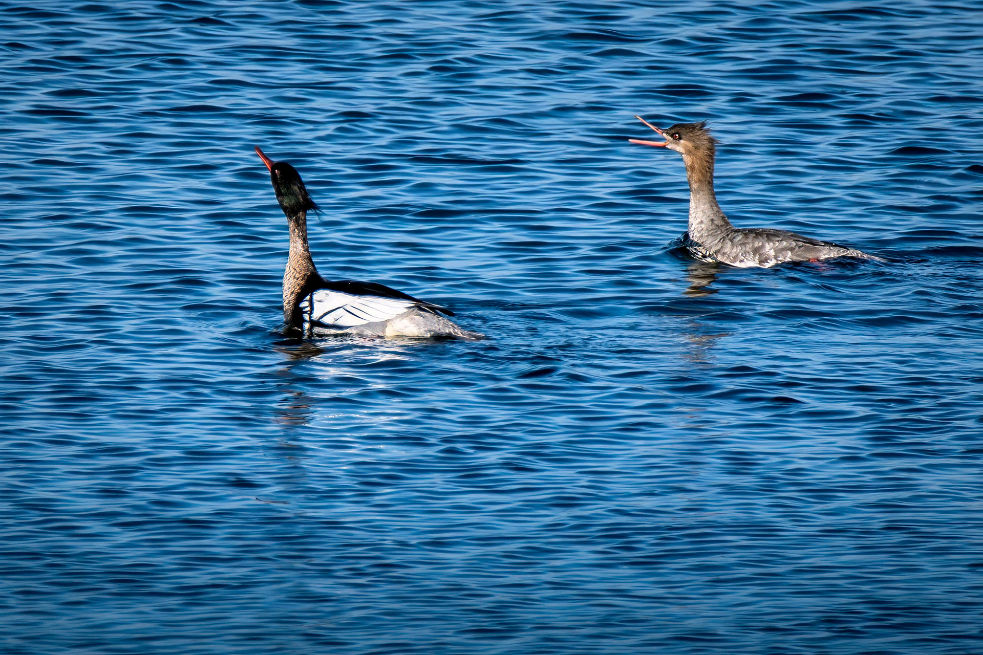 Mittelsäger, male & female balzen