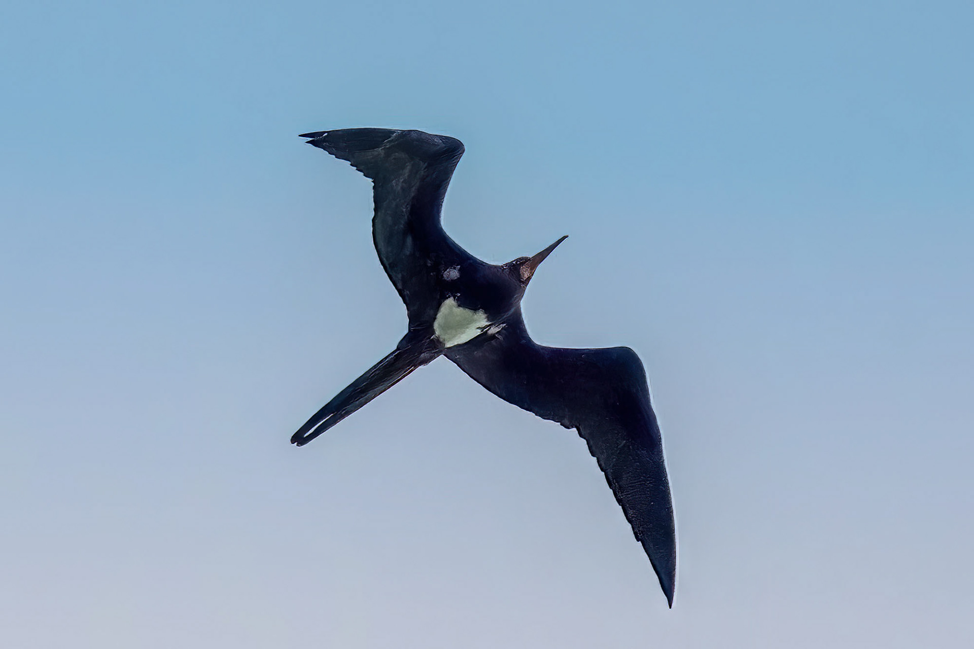 male