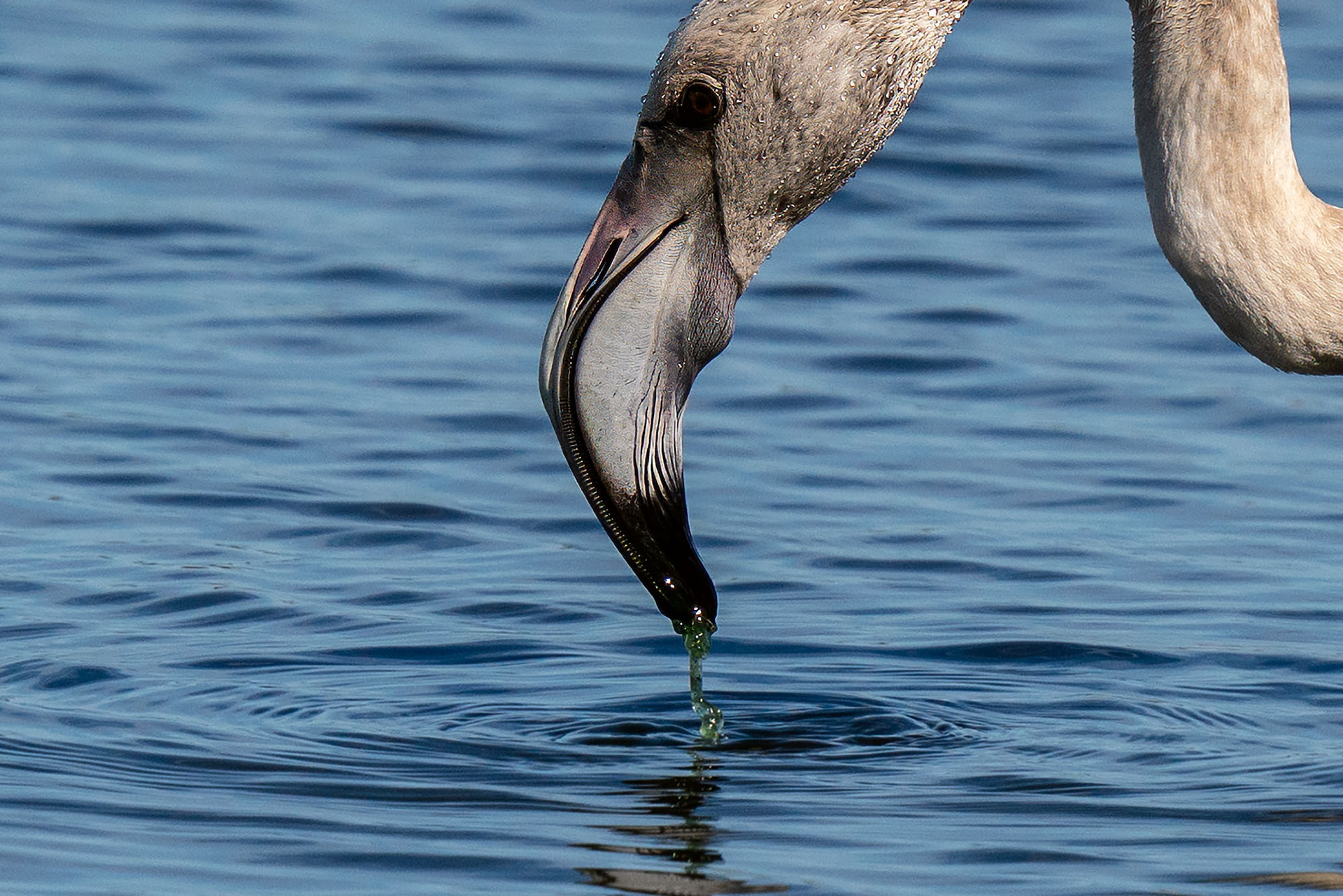 Juvenile
