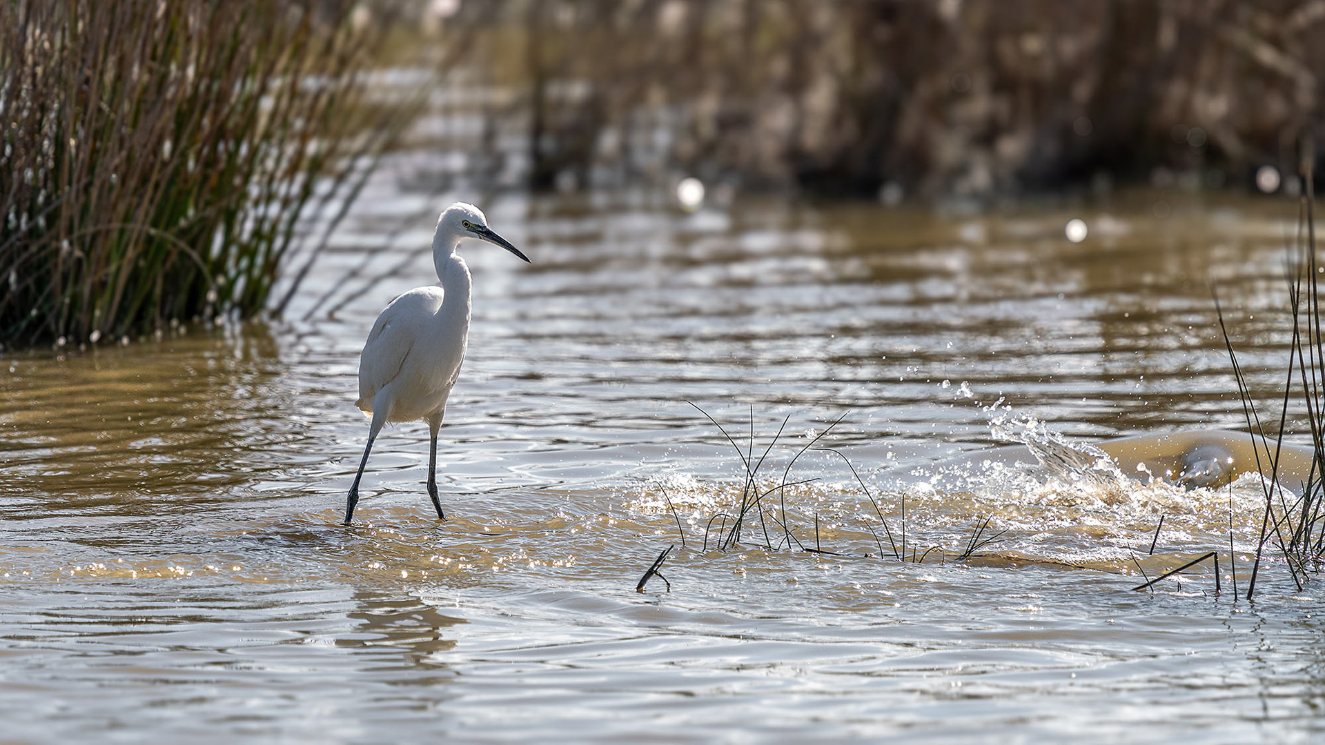 Der Fisch wäre wohl etwas zu groß gewesen, für den hungrigen Seidenreiher :-)