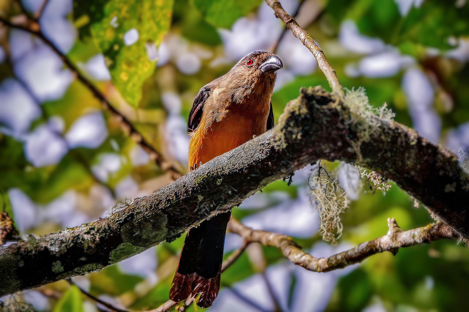 Borneobaumelster / Bornean Treepie