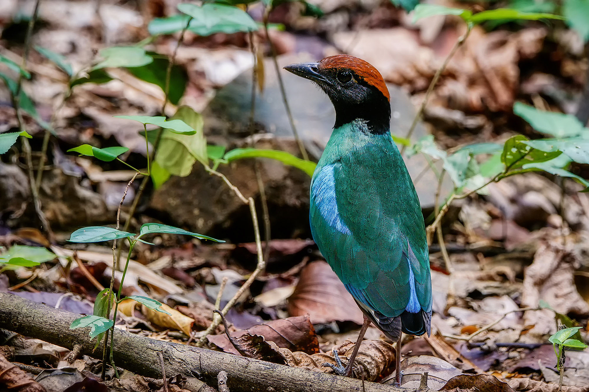 pitta sordida
