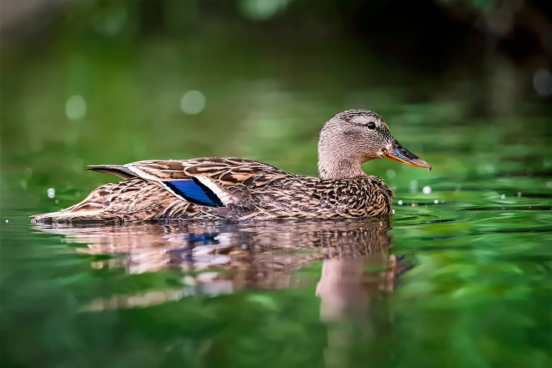Stockente, female