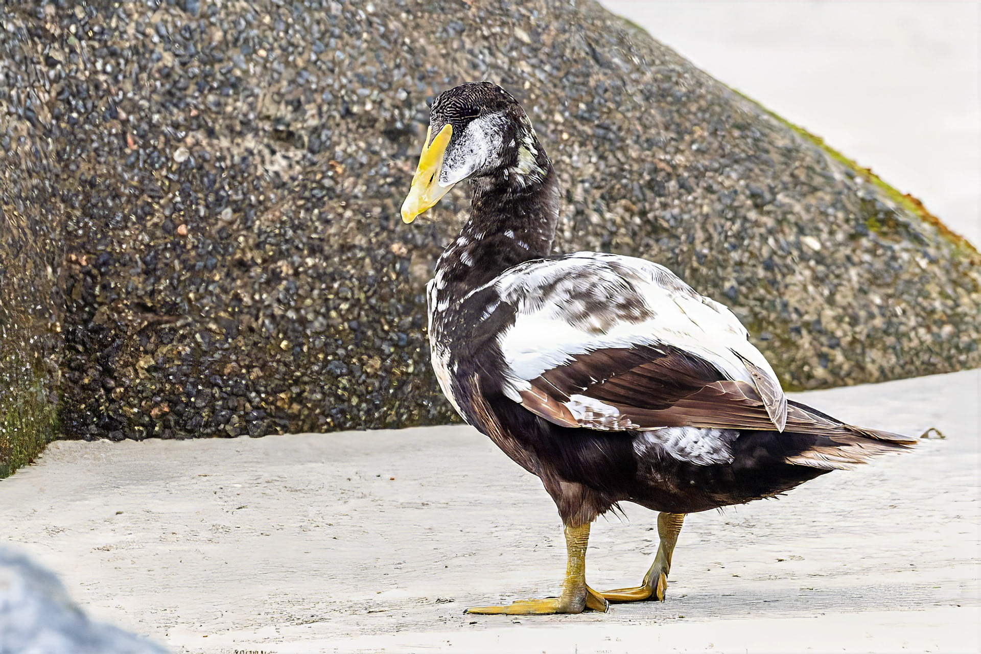 Eiderente, male subadult