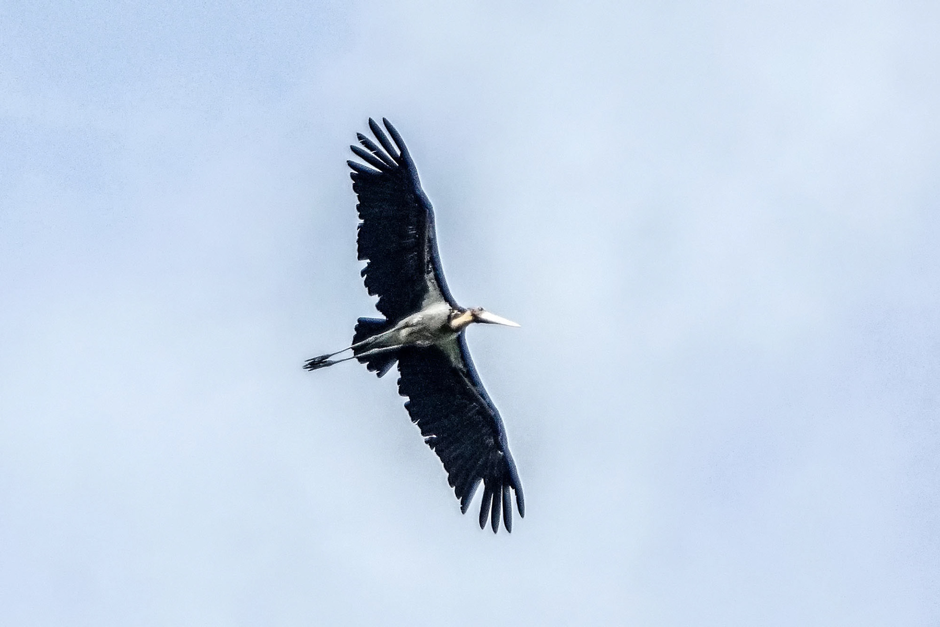Sundamarabu / lesser adjutant