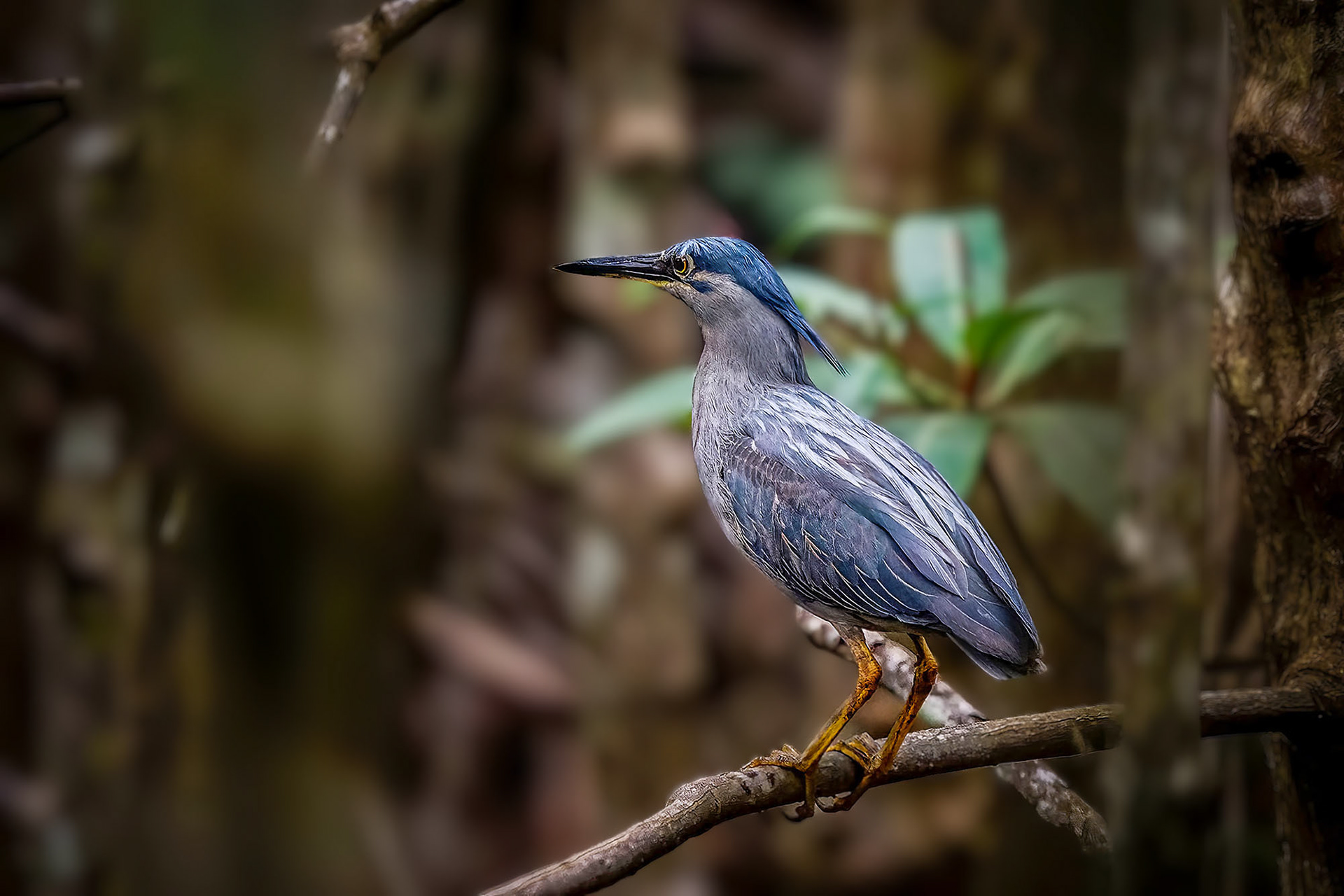Mangrovereiher / striated heron