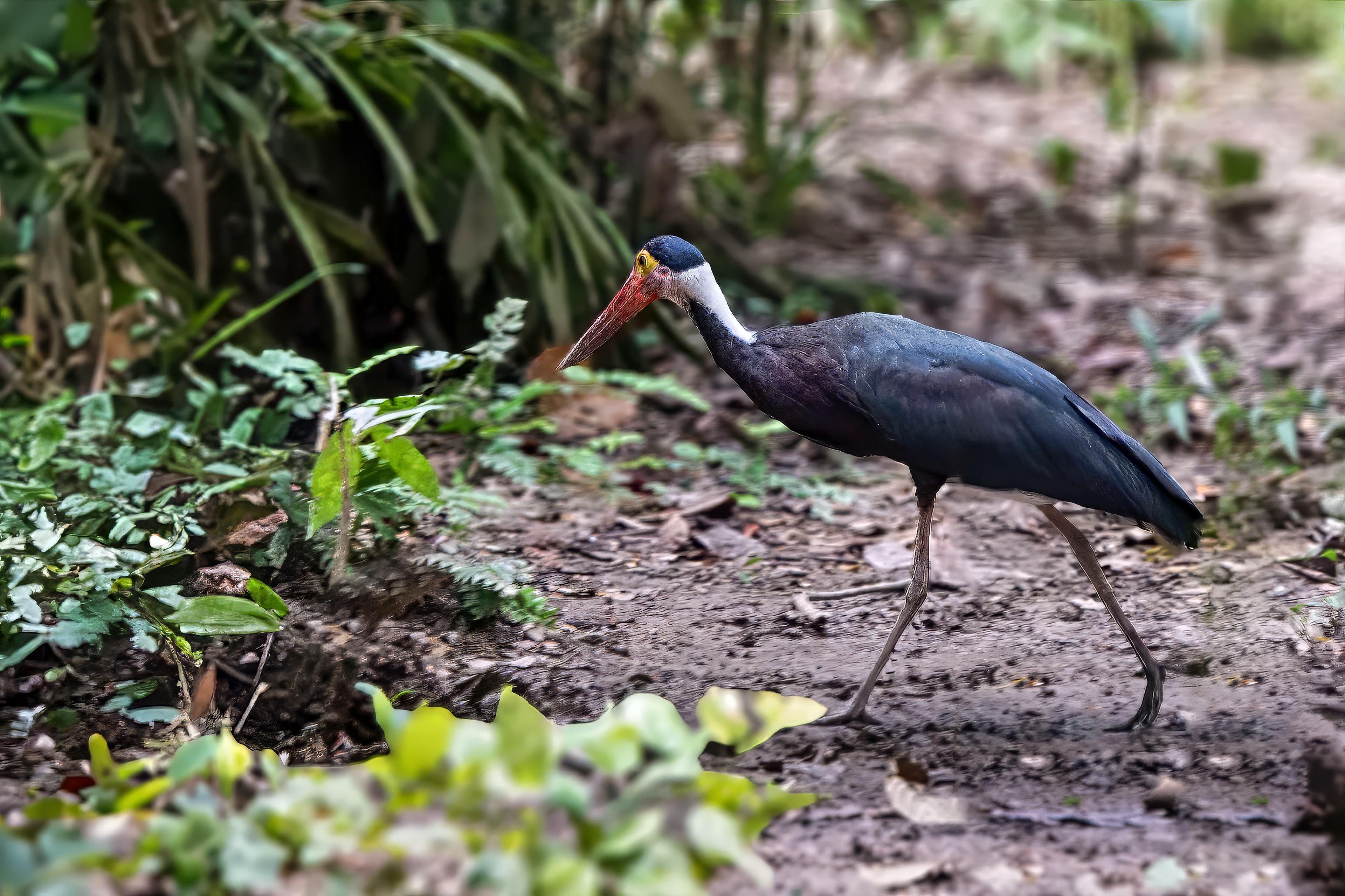 Höckerstorch / Storm's stork