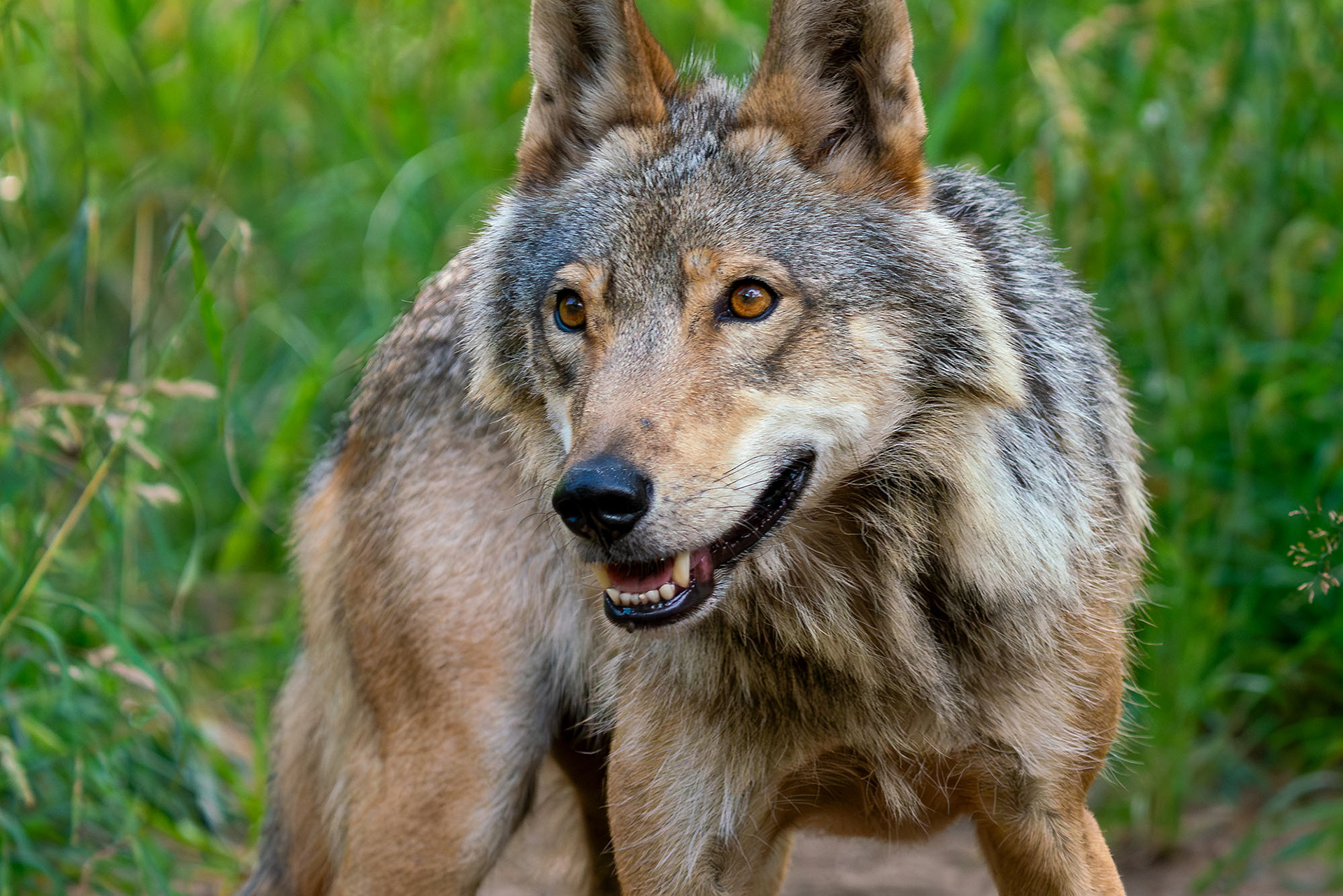 Gaia, eine 6-jährige Wölfin