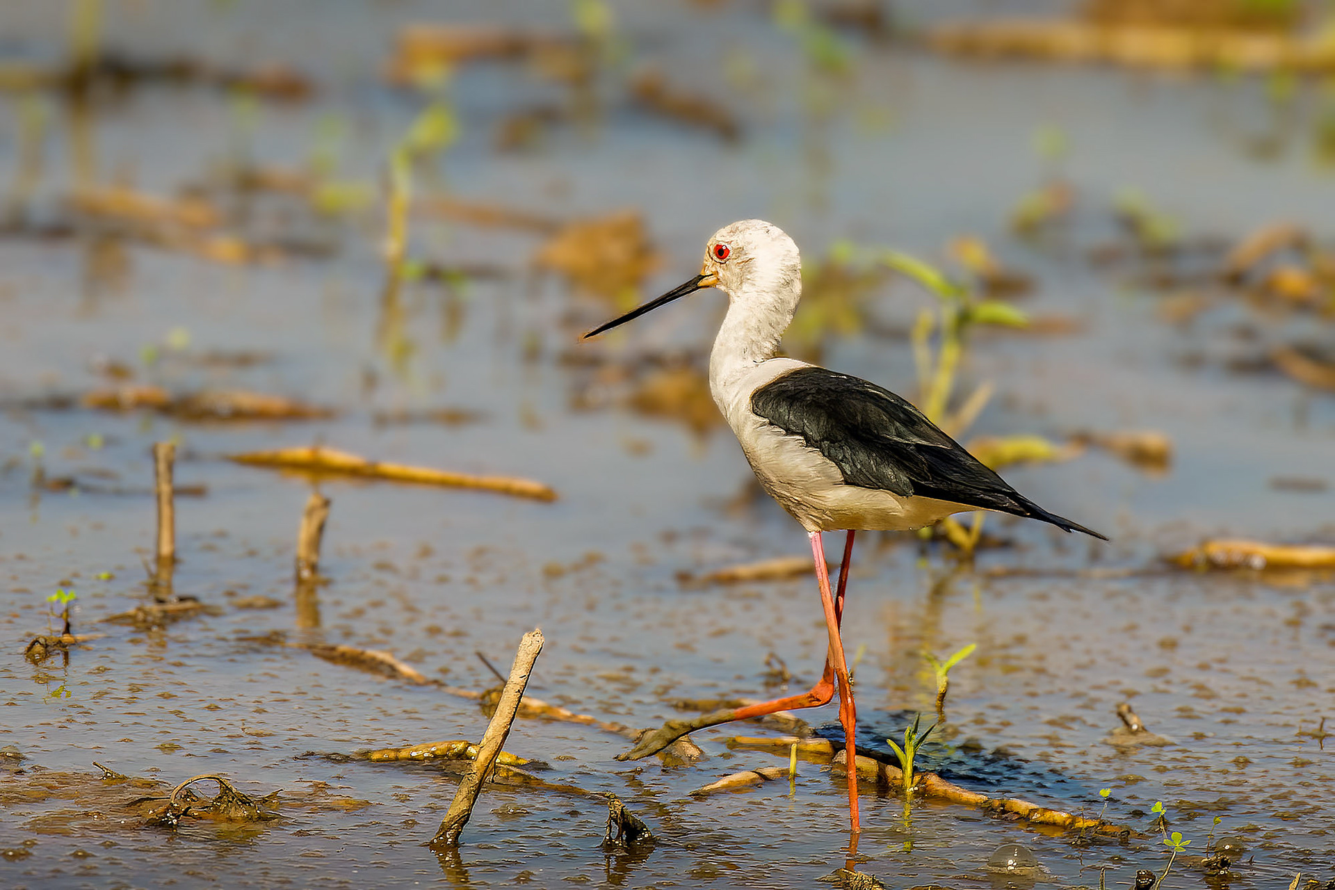 Stelzenläufer / black-winged stilt