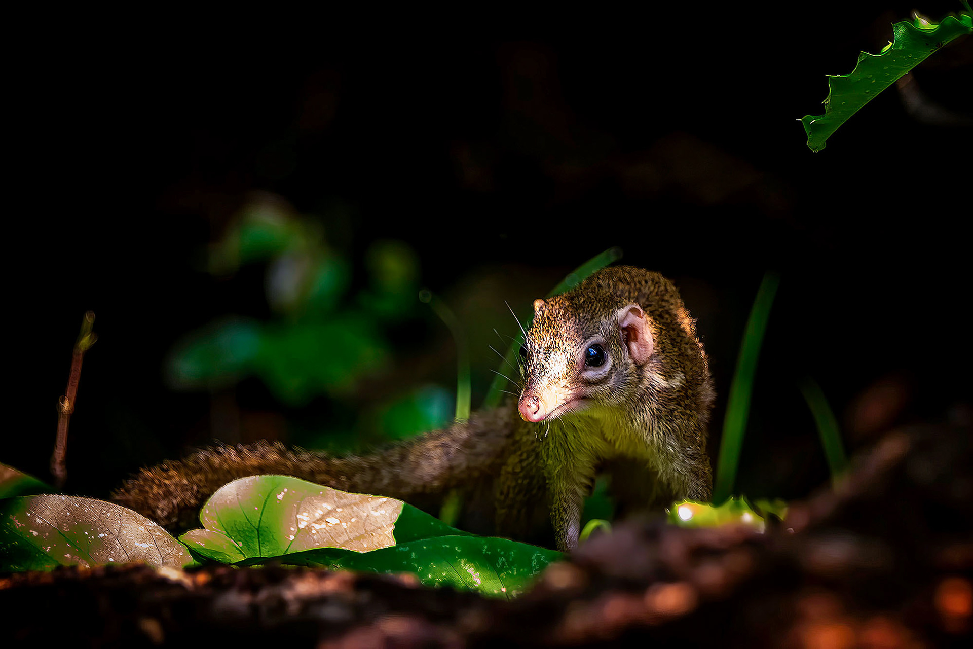 Nördliches Spitzhörnchen