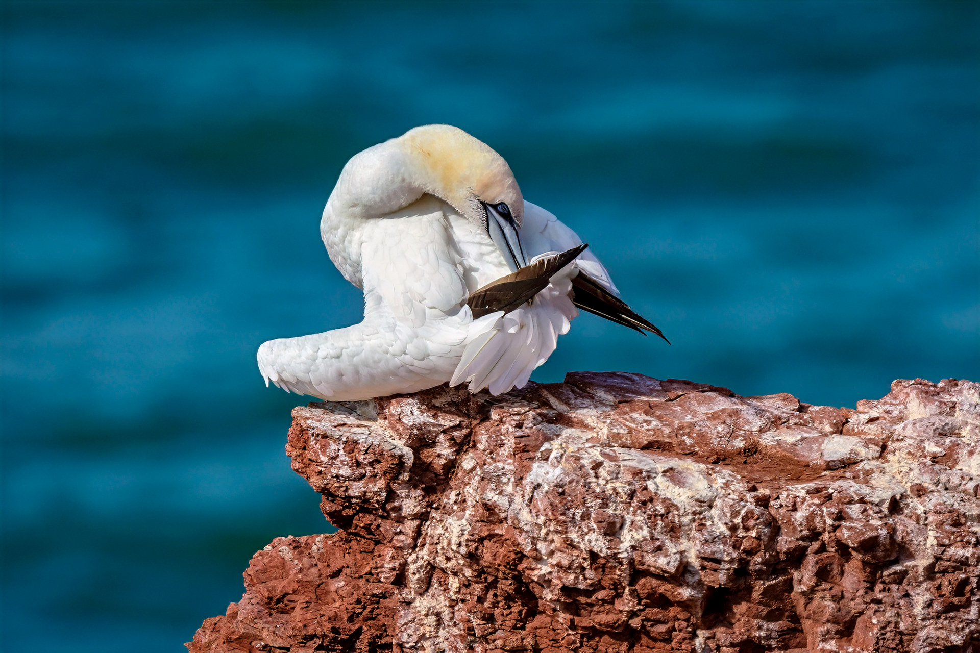 Basstölpel bei der Gefiederpflege