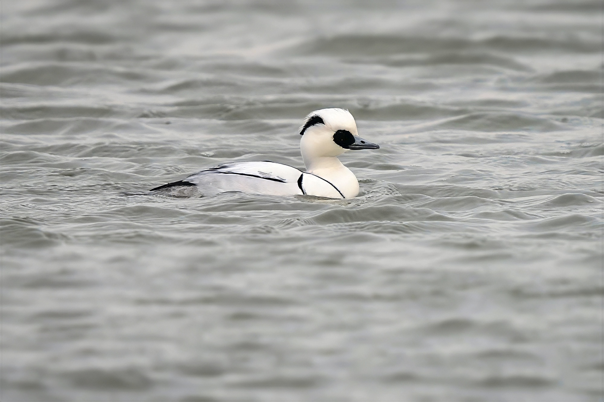 Zwergsäger, male