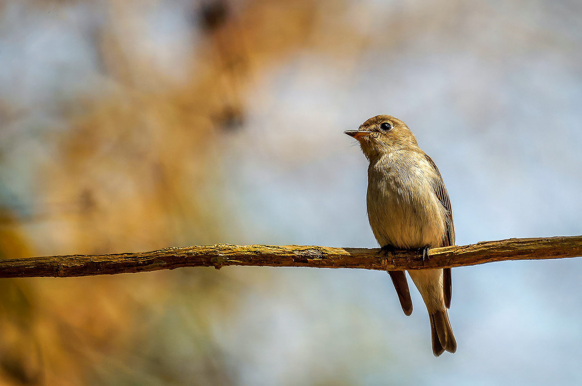 Braunschnäpper / Asian Brown Flycatcher